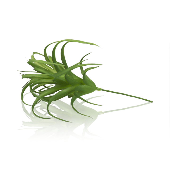 Swell Tillandsia Airplant
