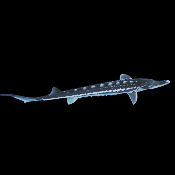<em>Images for illustration purposes only. Exact colours, patterns, and size may vary between individuals.</em>