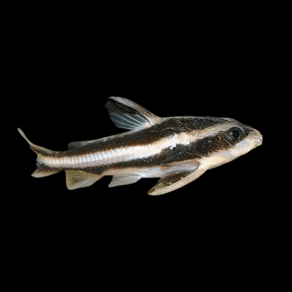 <em>Online stock may not be available for in-store collection.</em>