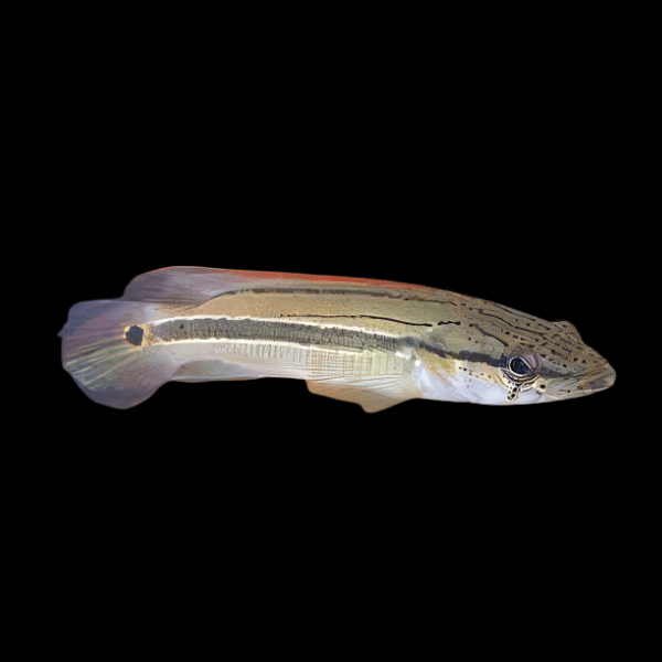 Striped Pike Cichlid Crenicichla Strigata 5cm