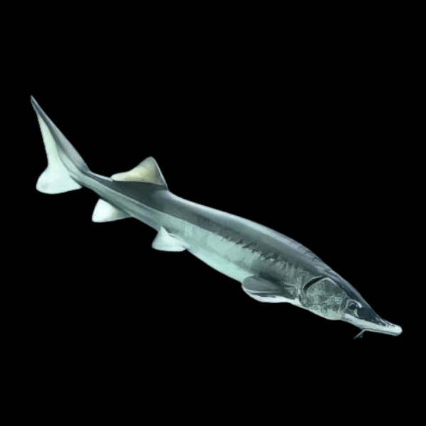 <em>Images for illustration purposes only. Exact colours, patterns, and size may vary between individuals.</em>