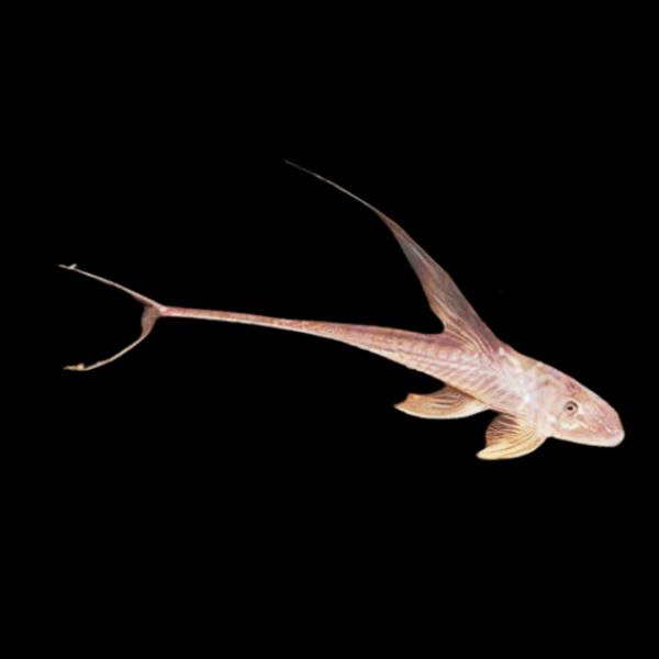 Sturgeon Armoured Catfish Lamontichthys Filamentosus 10cm