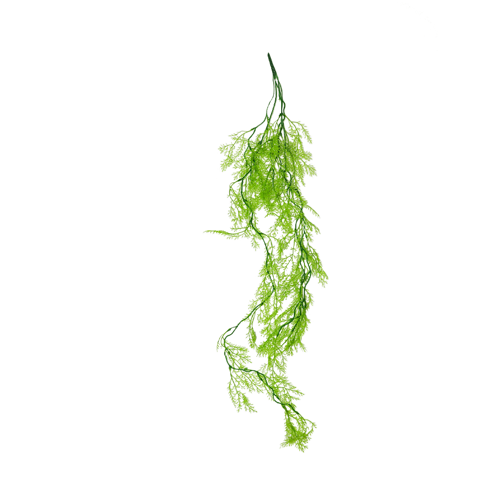 Swell Tillandsia Vine