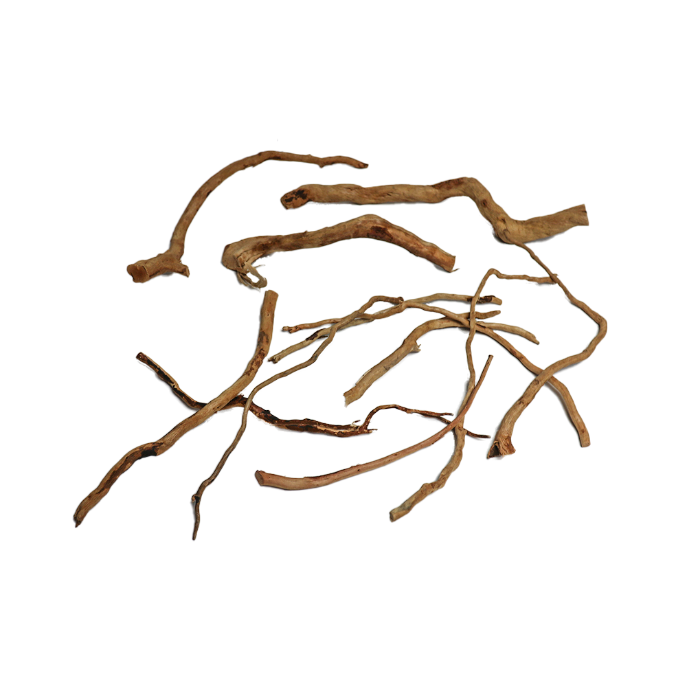 Aqua One Azalea Roots