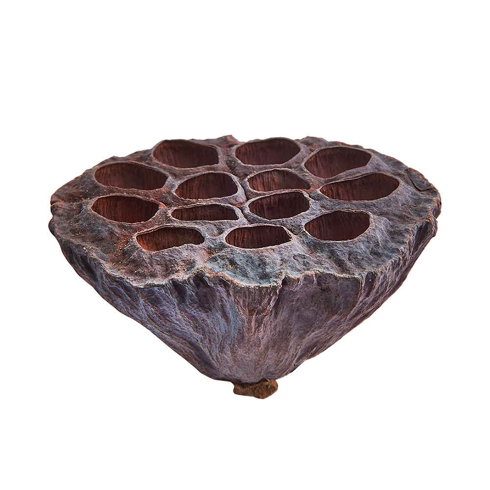 Swell Lotus Pods