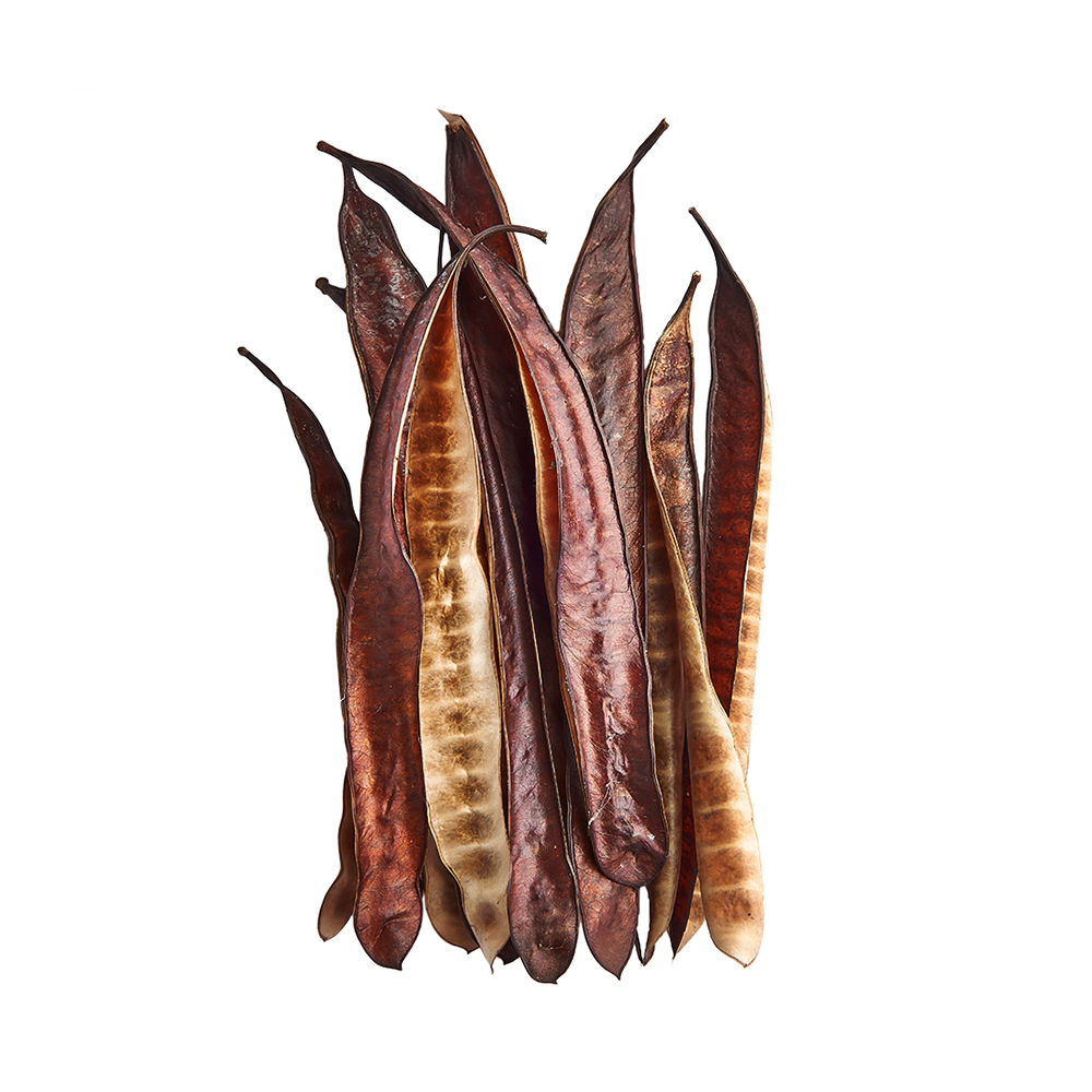 Swell Ipil Tree Pods