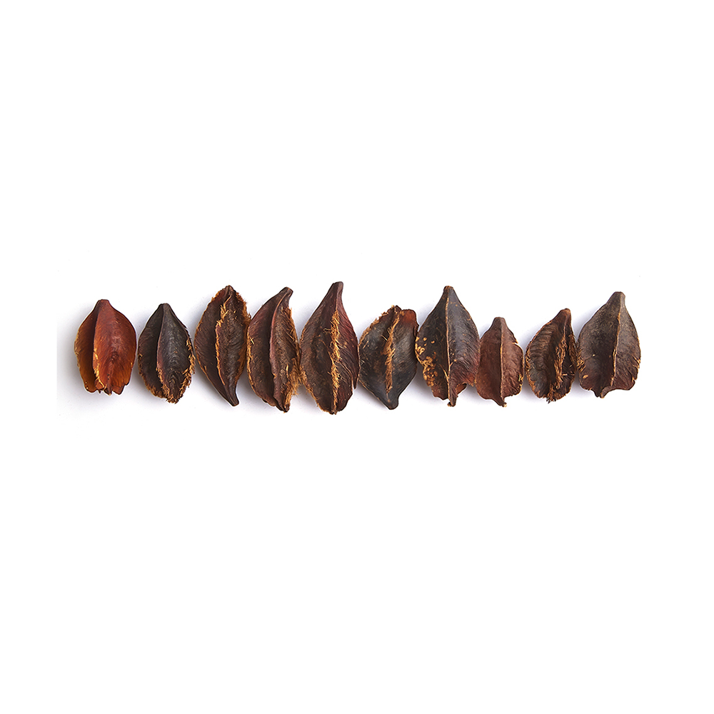 Swell Kumbuk Tree Pods