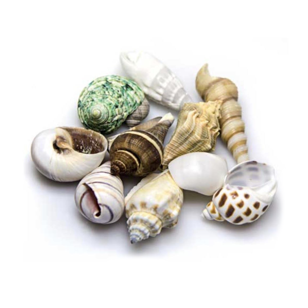 Hugo Kamishi Shells