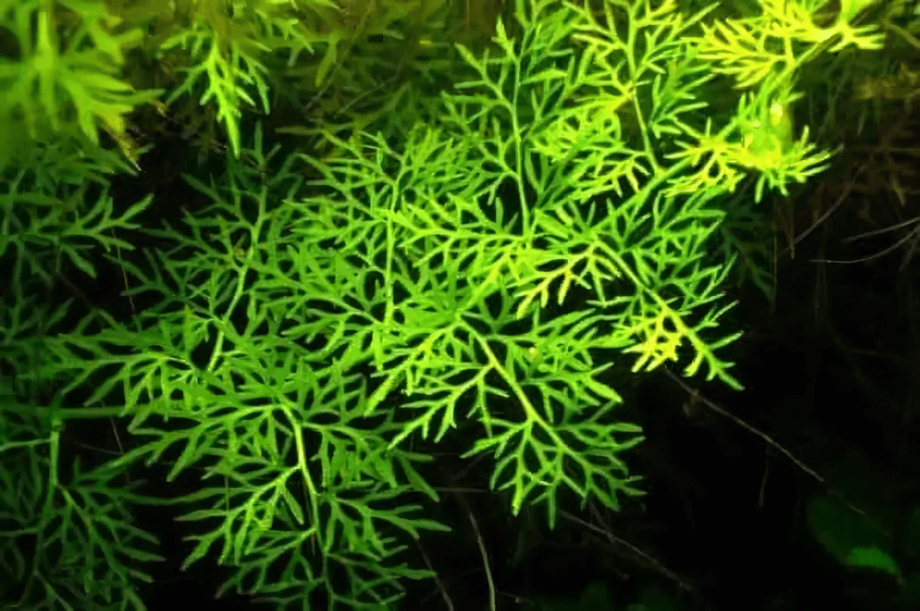 Five Potted Plants India Fern Plant Ceratopteris Thalictroides