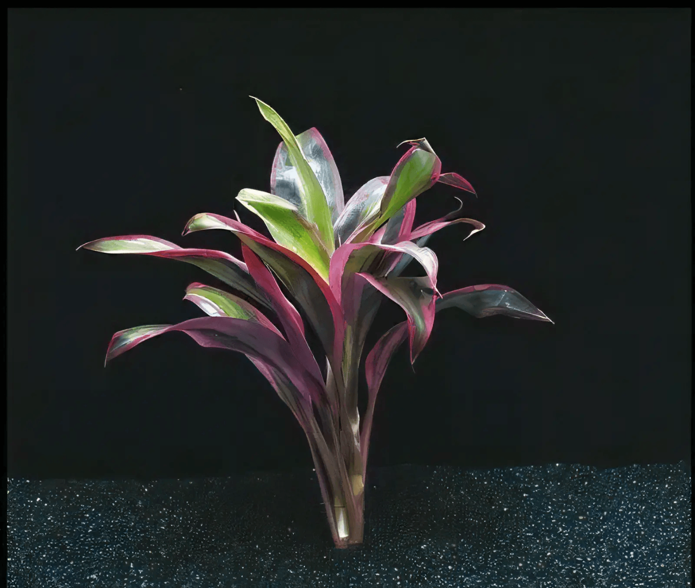 Five Bunched Plants Red Dracena Plant Dracena Species