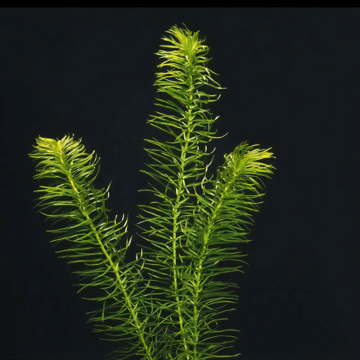 Five Bunched Plants Oxygenator Plant Egeria Najas