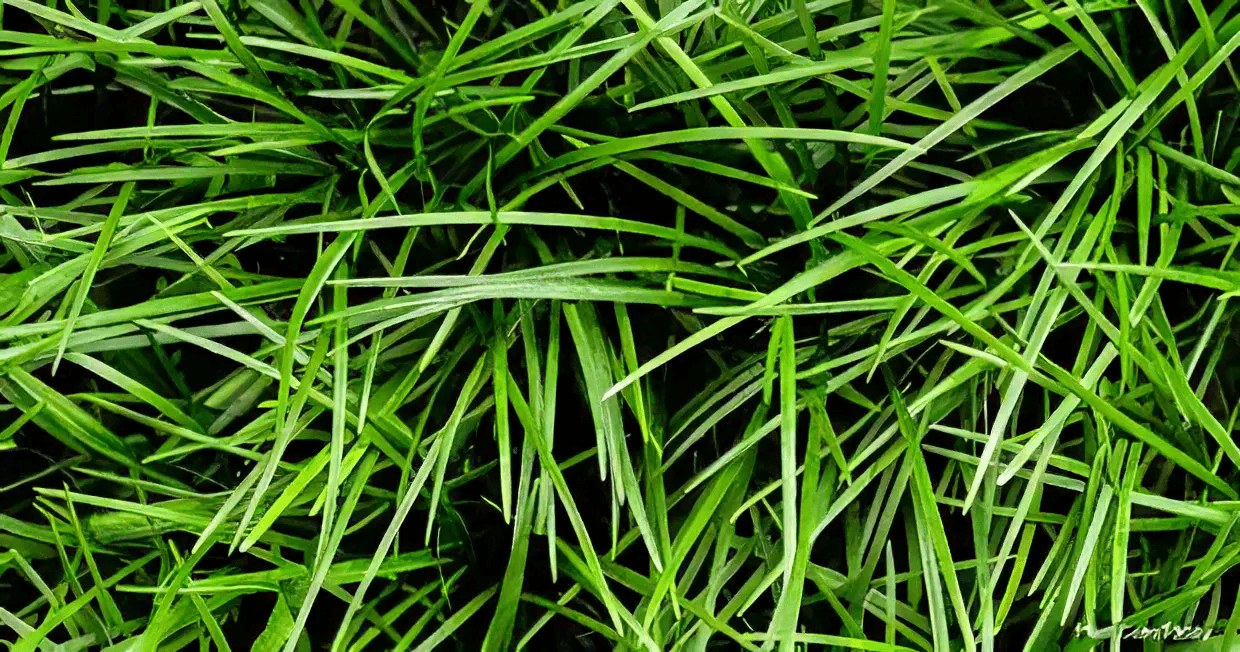 Five Bunched Plants Kyoto Dwarf Mondo Grass Plant Ophiopogon Japonice Kyoto