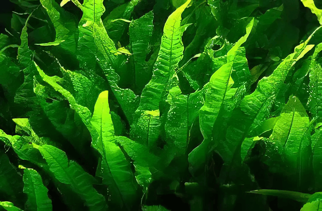 Five Bunched Plants Java Fern Microsorium Pteropus
