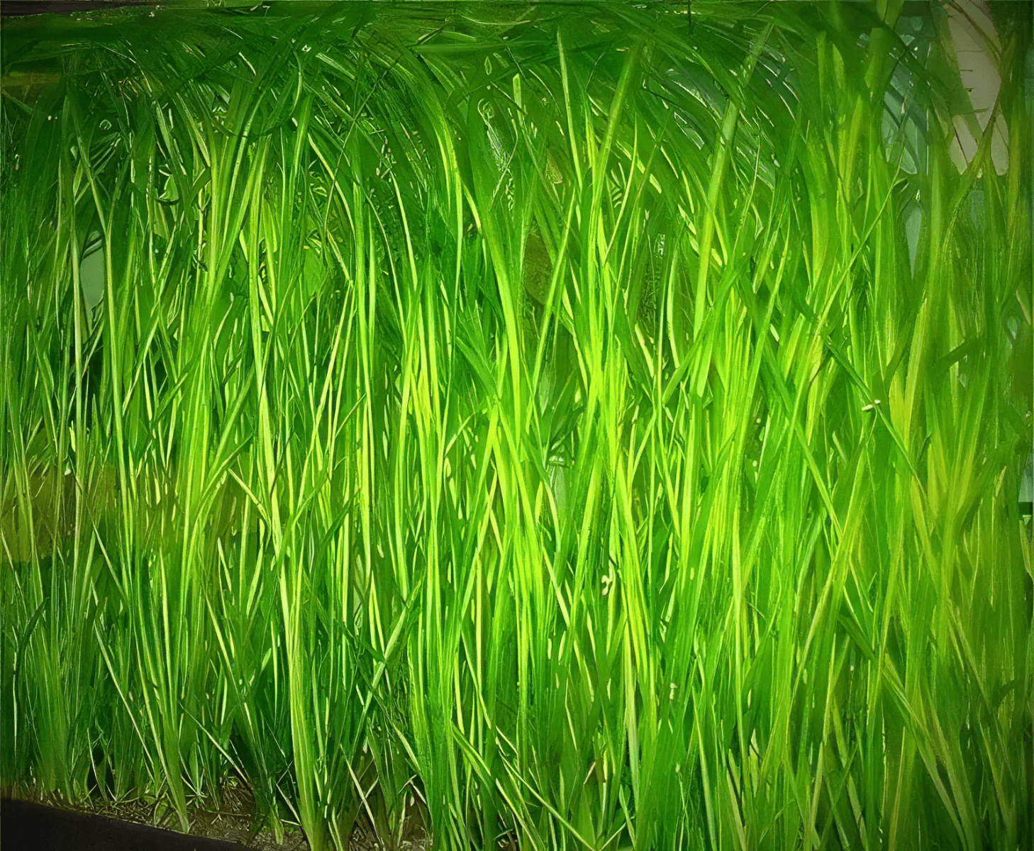 Five Bunched Plants Green Straight Vallis Vallisneria Spirallis