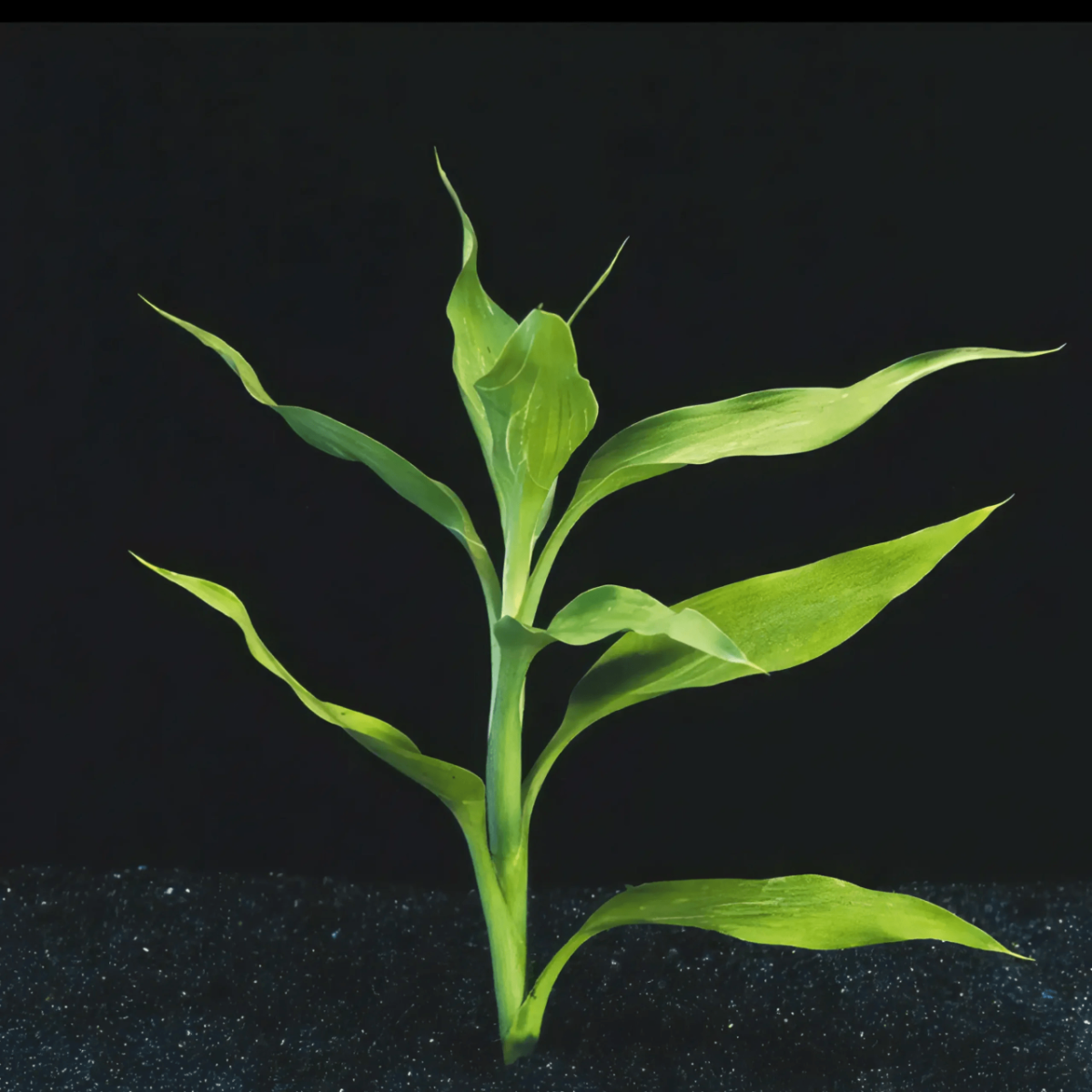 Five Potted Plants Green Dracena Plant Dracaena Deremensis