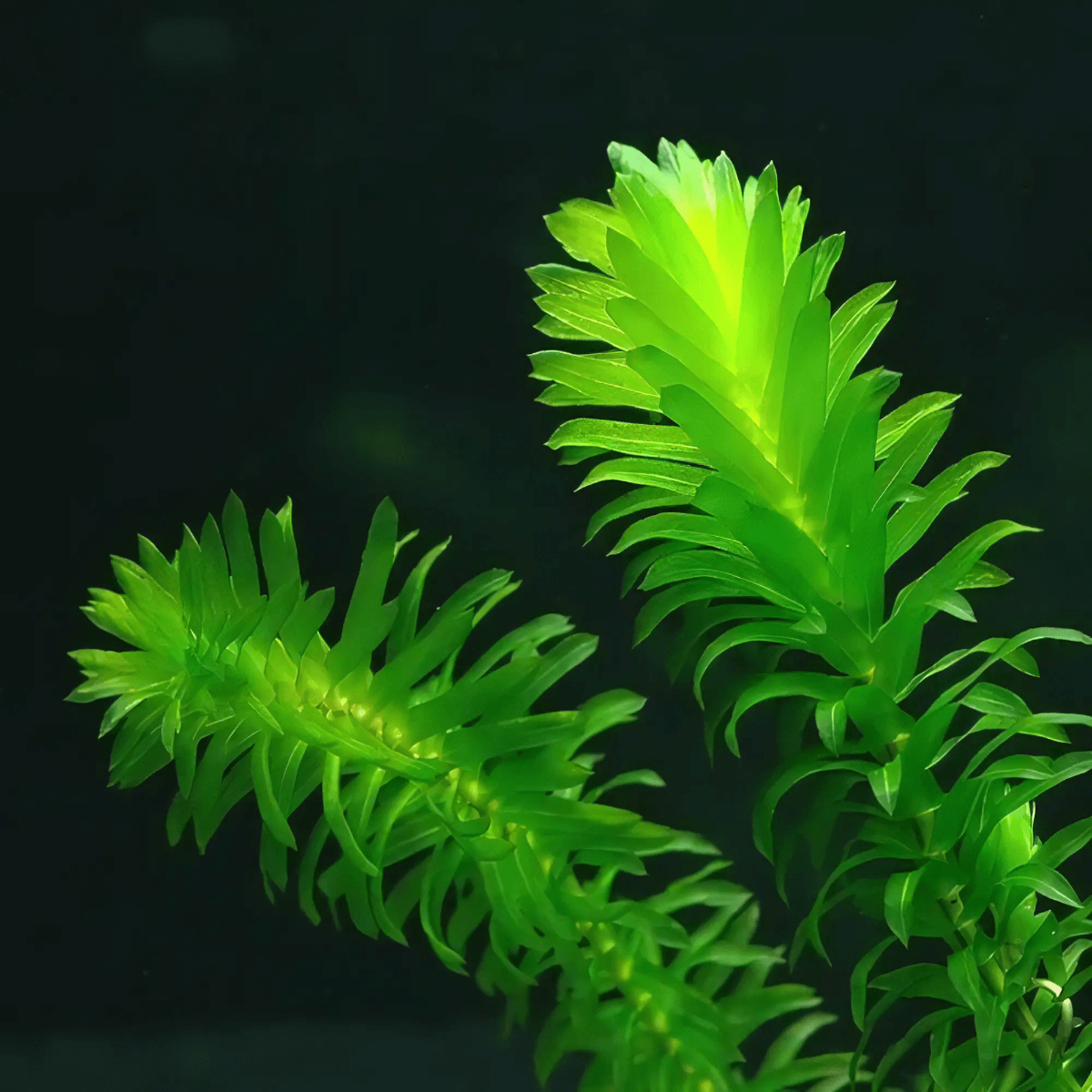 Five Bunched Plants Egeria Densa Plant Egeria Densa