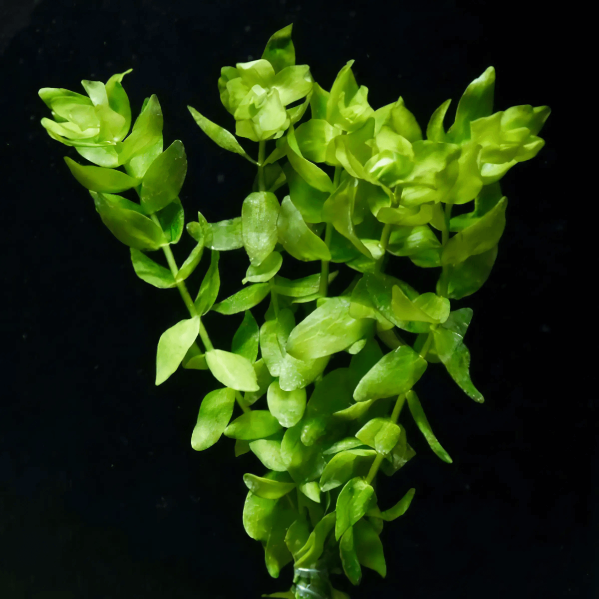 Five Bunched Plants Bacopa Plant Bacopa Caroliniana