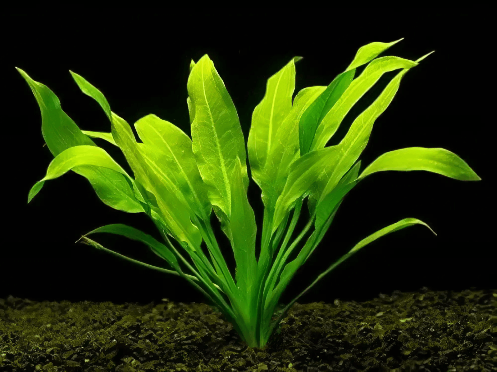 Five Bunched Plants Amazon Sword Echinodorus Species