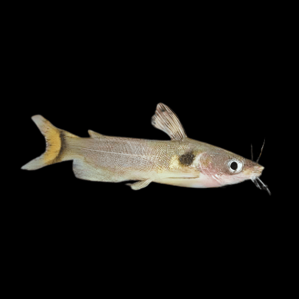 Sun Catfish Horabagrus Brachysoma 5cm