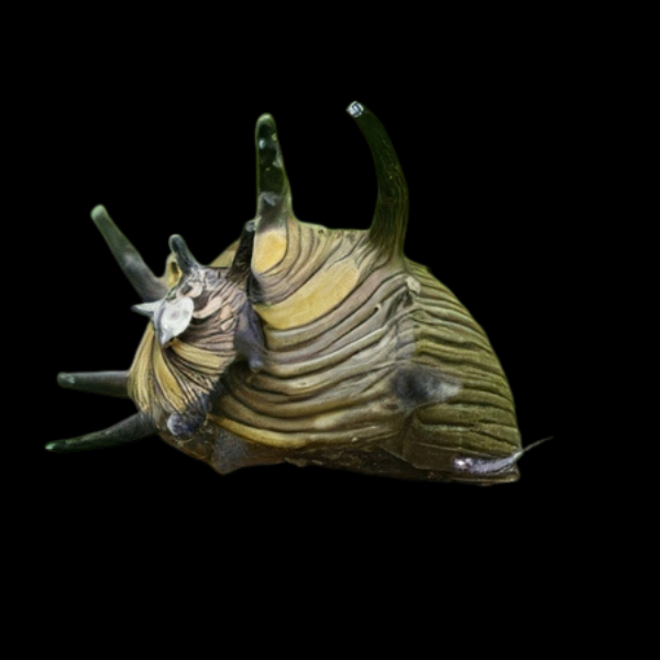 Sun Thorn Snail Neritina Sp 2cm