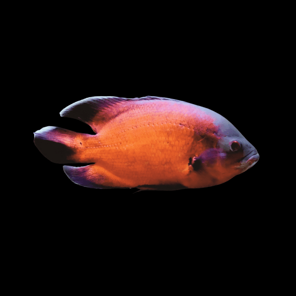 Super Red Oscar Astronotus Ocellatus
