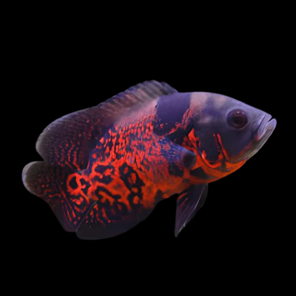 Super Red Tiger Oscar High Grade Astronotus Ocellatus 12cm