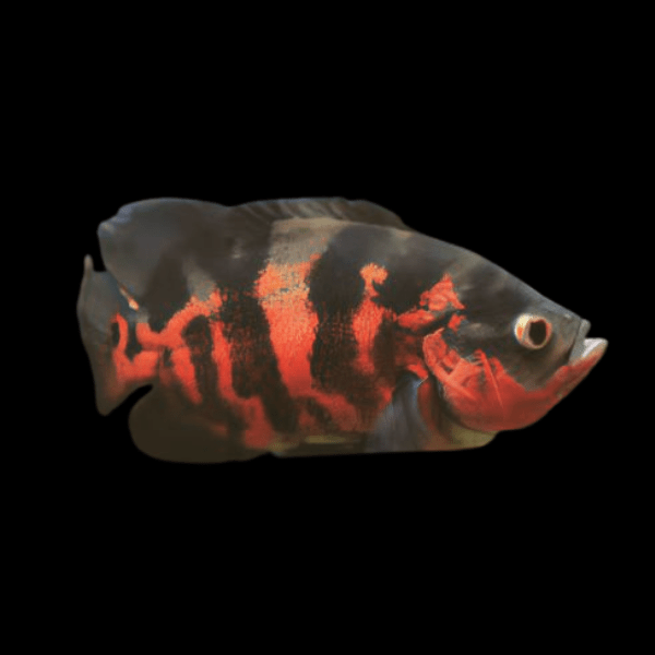 Super Red Tiger Oscar Astronotus Ocellatus