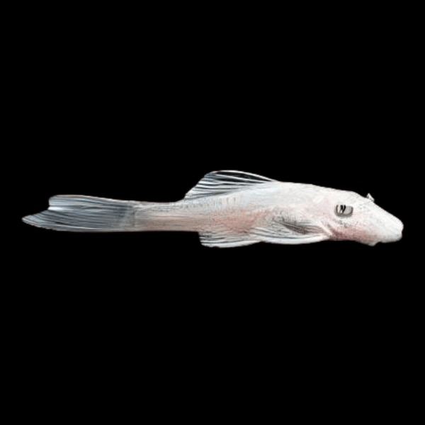 Super White Bristlenose Pleco Ancistrus 3cm