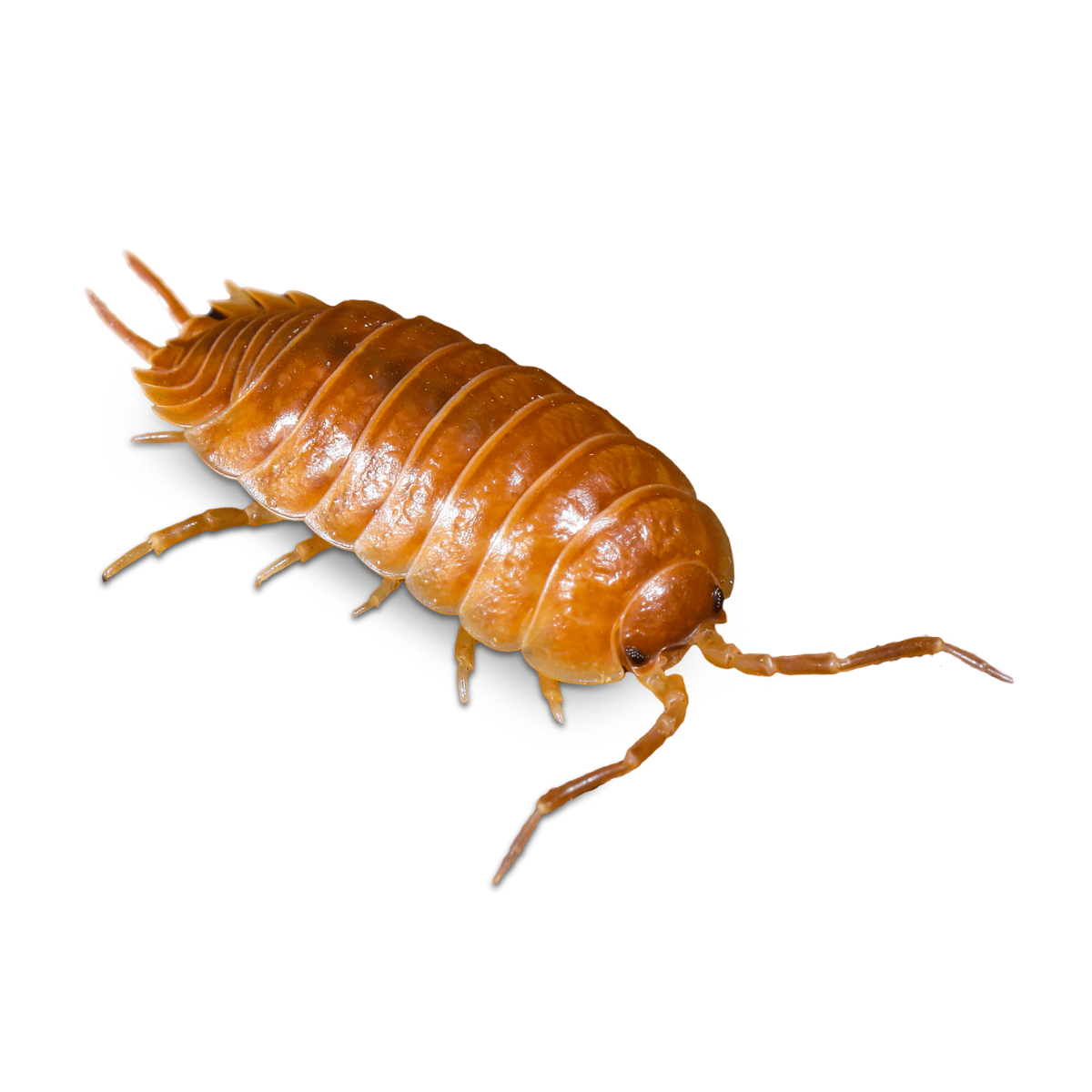 Swell Giant Orange Woodlice