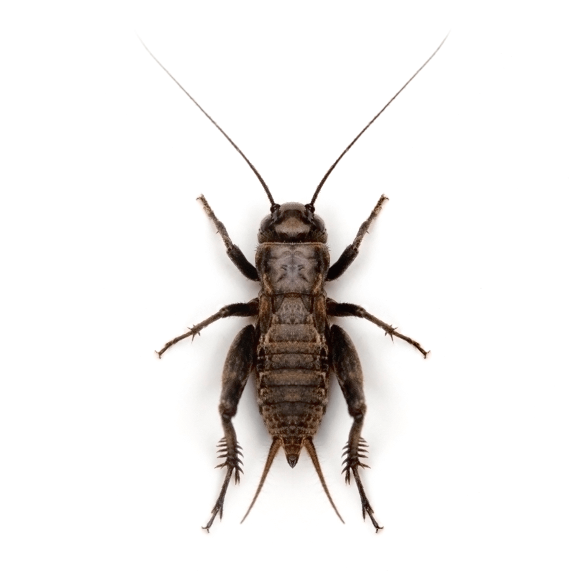 Swell Live Black Field Crickets Pre-Pack
