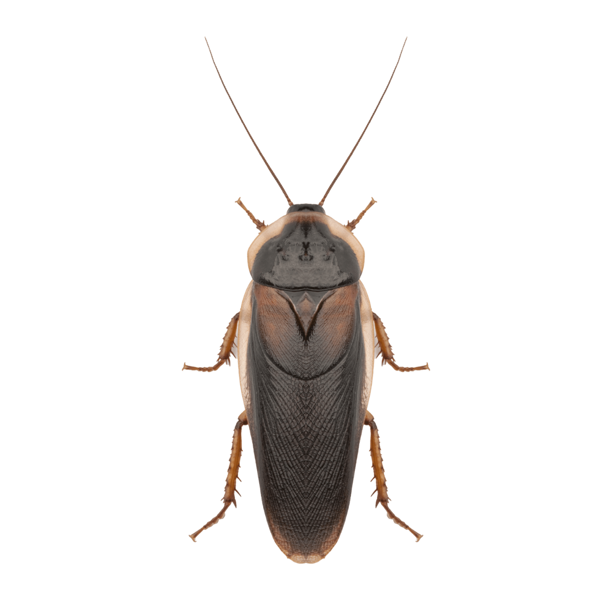 Swell Live Feeder Cockroaches (Dubia) Pre-Pack
