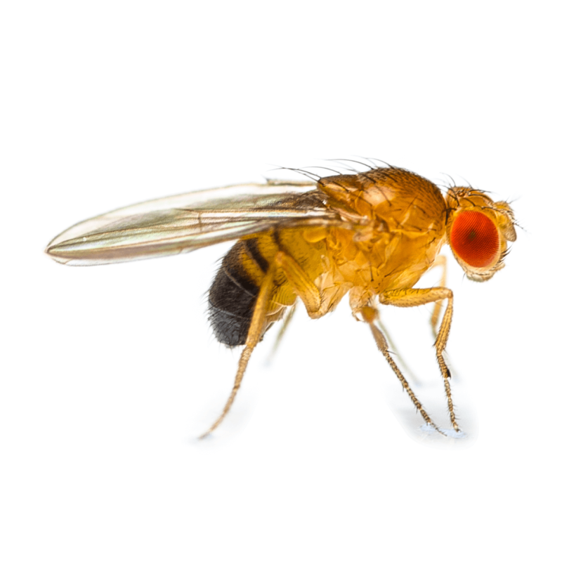 Flightless Golden Fruit Fly Culture