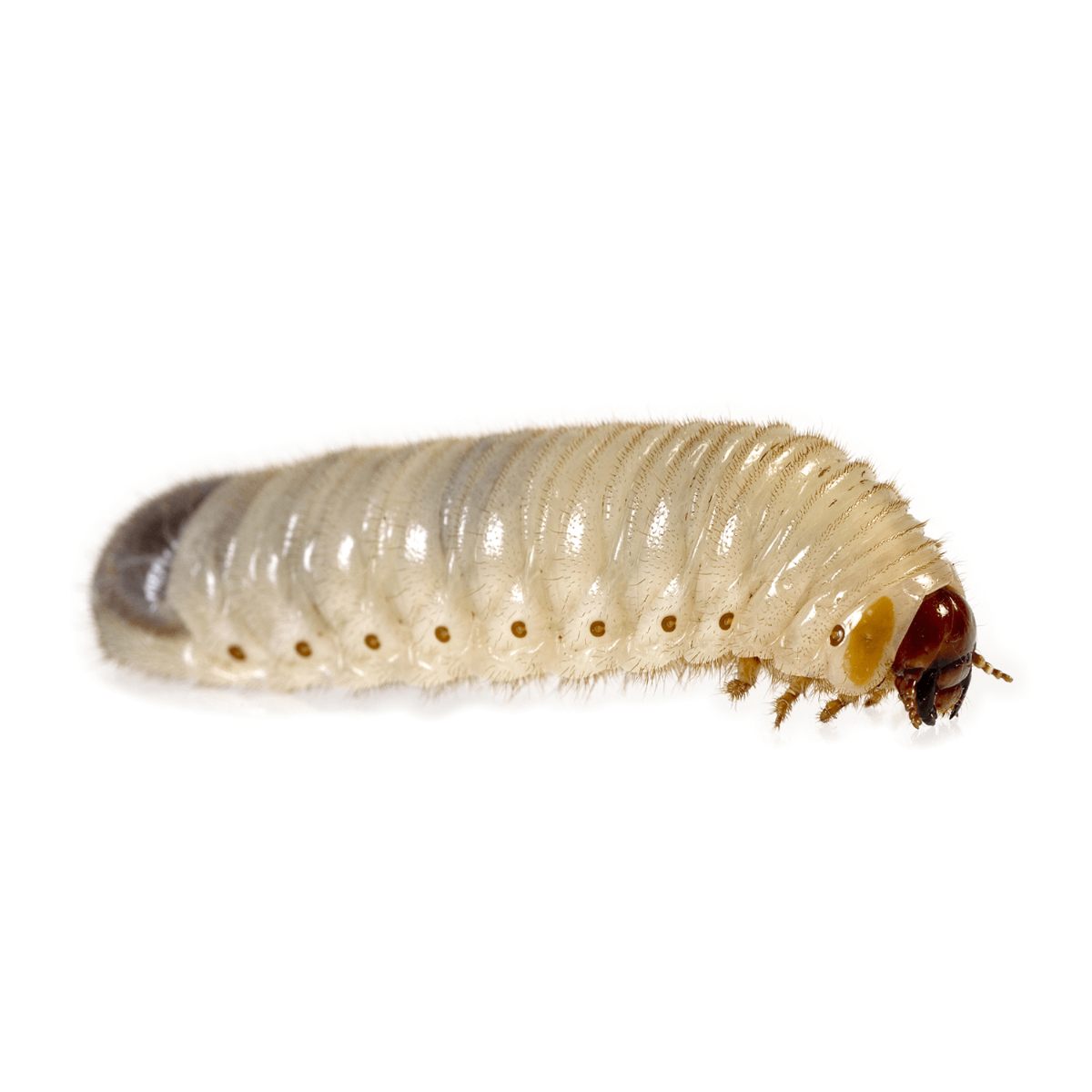 Swell Live Pachnoda Fruit Beetle Grubs