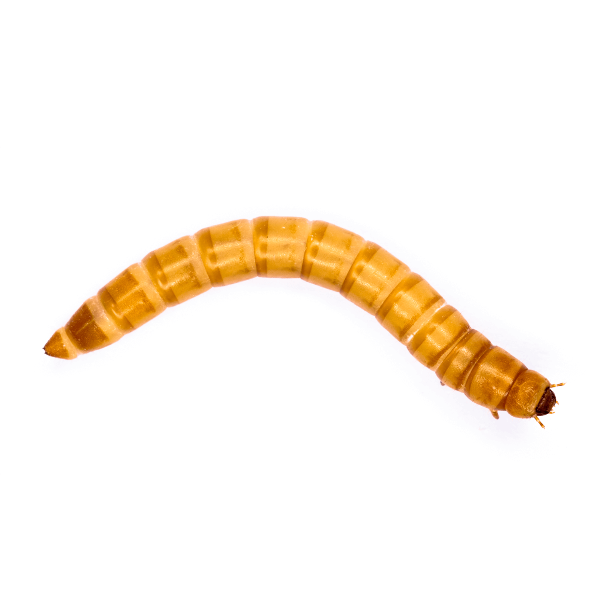 Livefood Mealworm 60g Tub