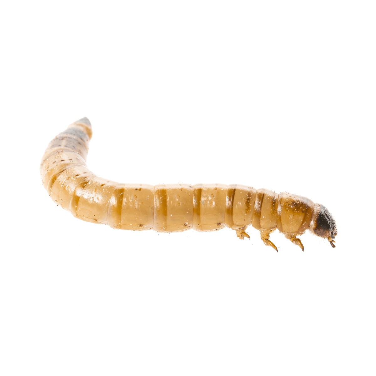 Livefood Morio Mealworms - 40-60mm - 50g