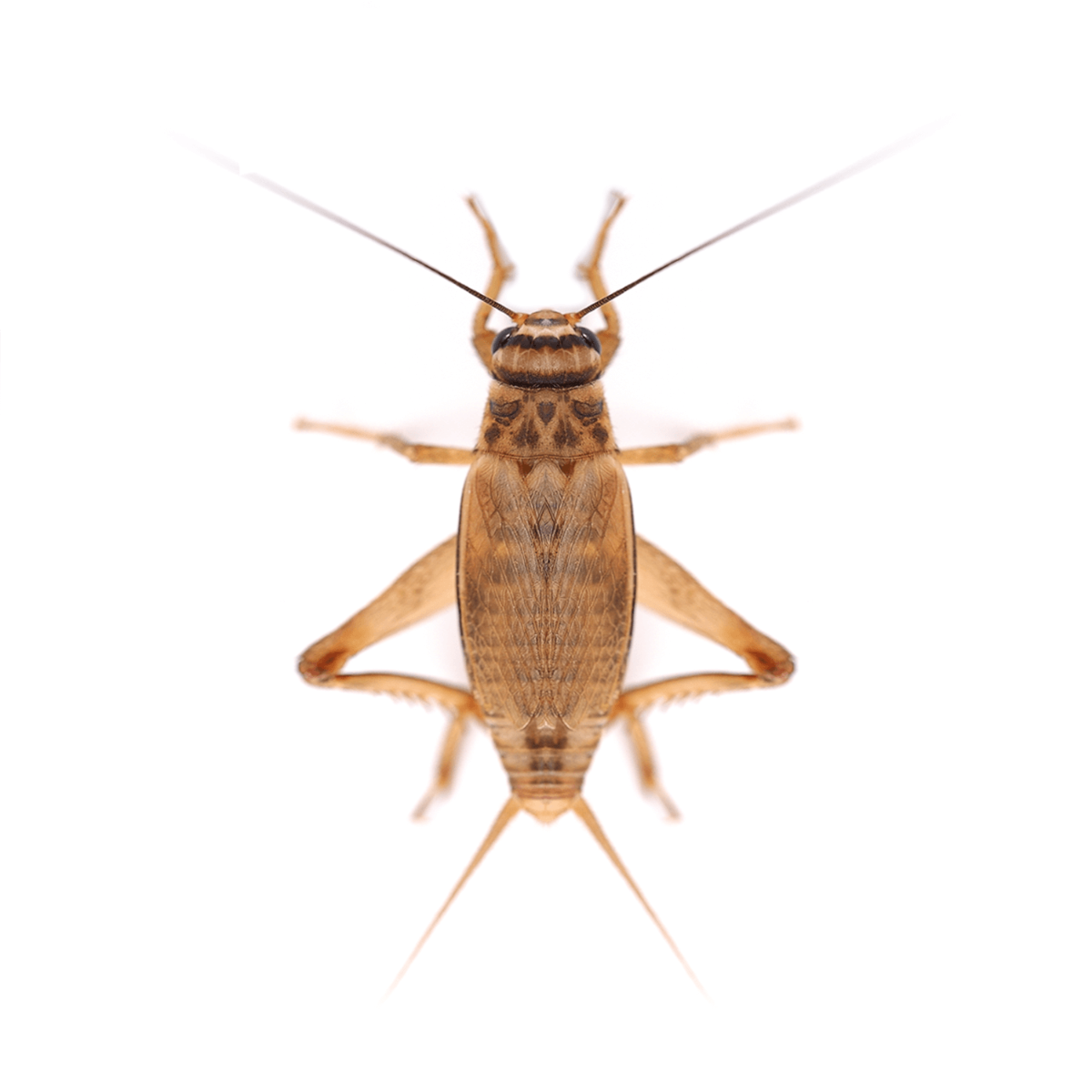 Swell Live Silent Brown Crickets Bulk-Pack