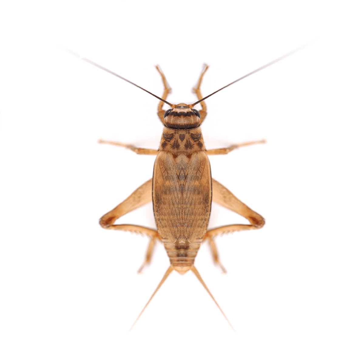 15-20mm (approx 50) Silent Brown Crickets