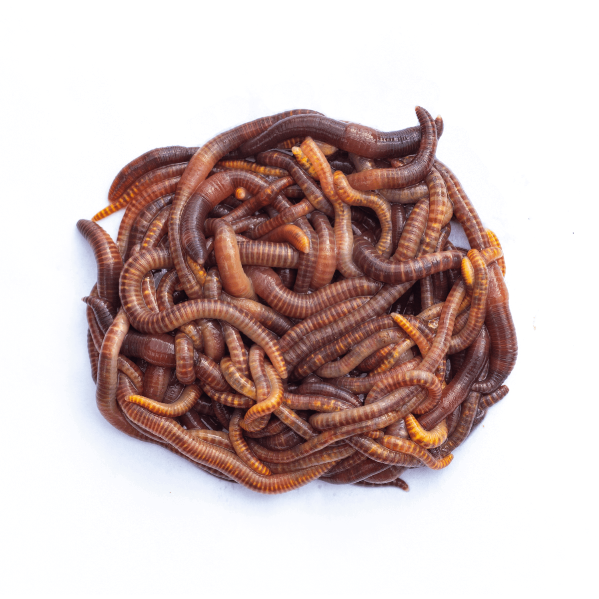 Swell Live Small Worms (Dendrobaena)