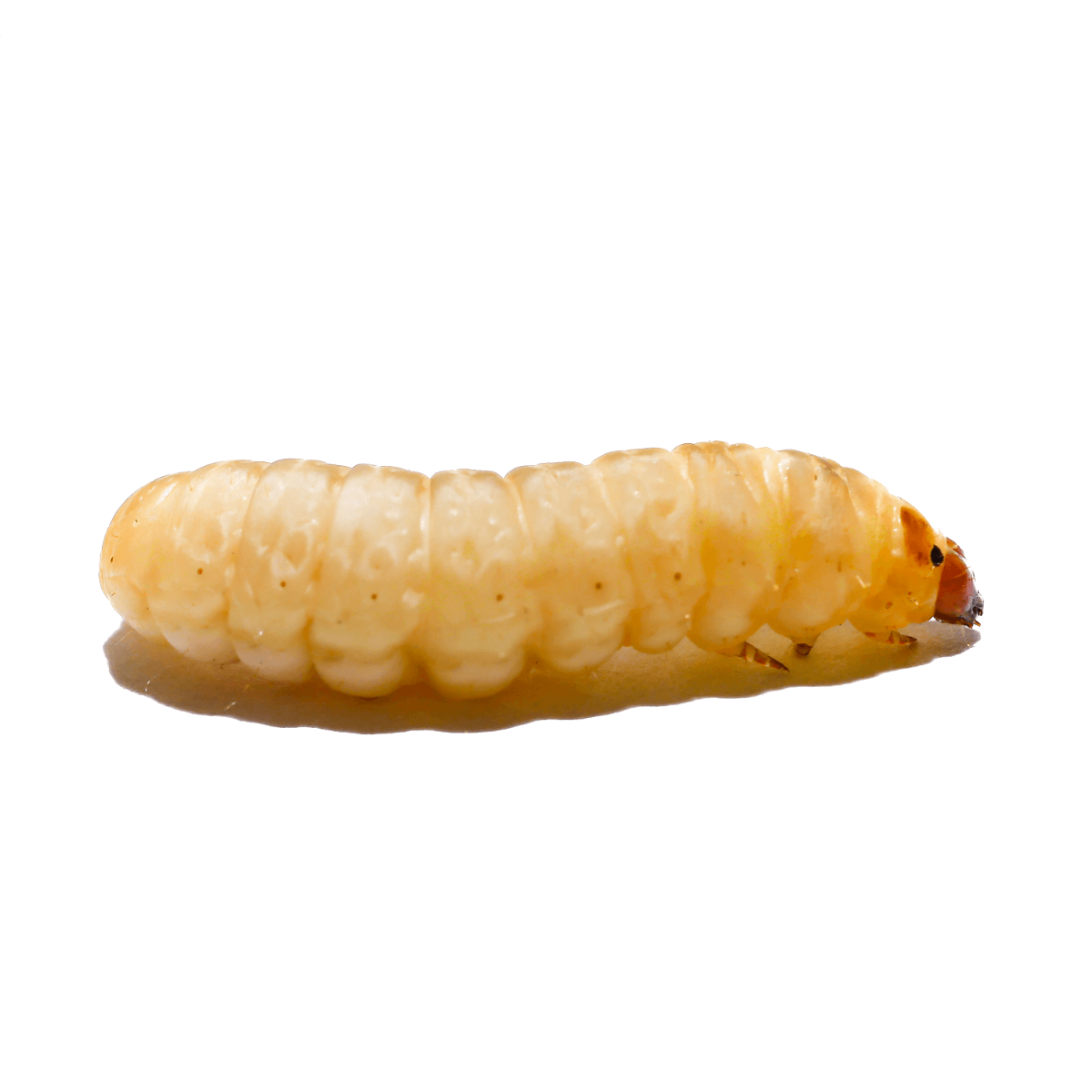 Livefood Waxworms - 15-20mm - 15g (in shavings)