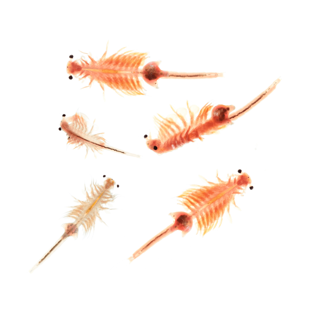 Swell Live Artemia Brine Shrimp