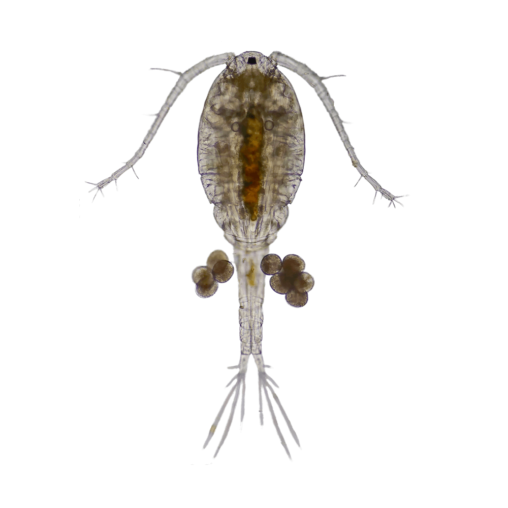 Swell Live Copepods