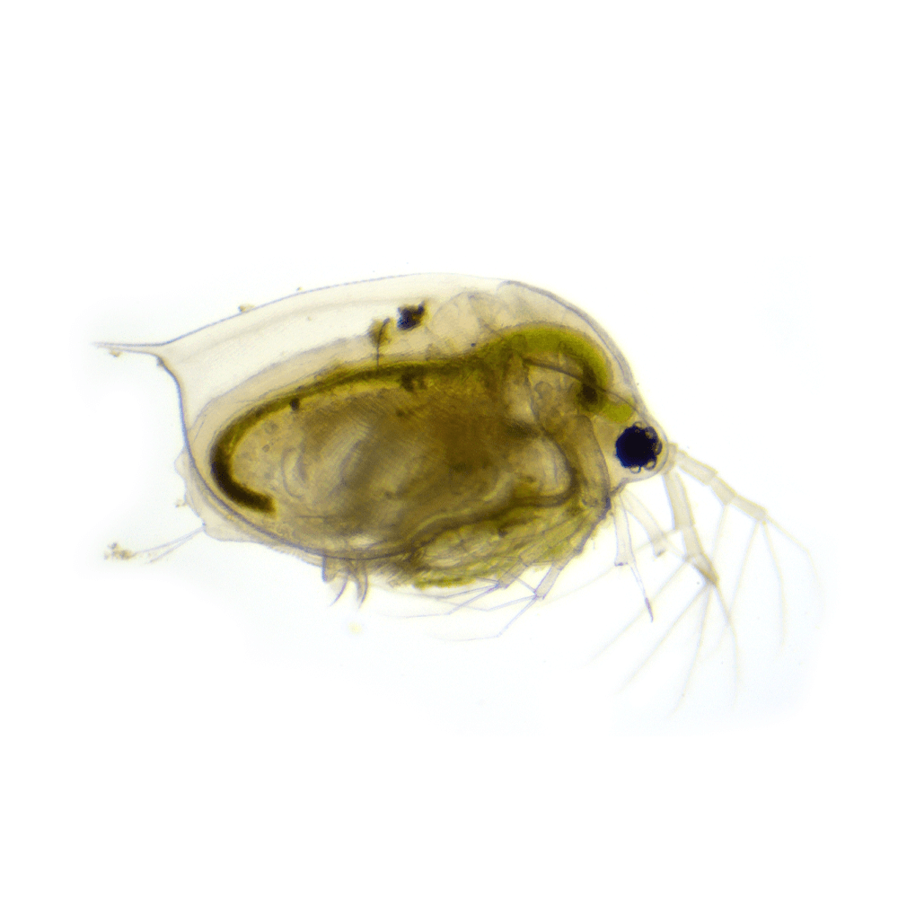 Swell Live Daphnia