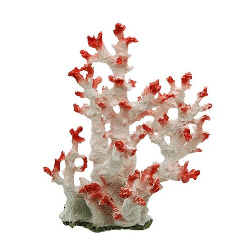 Swell Pink And White Coral Tree