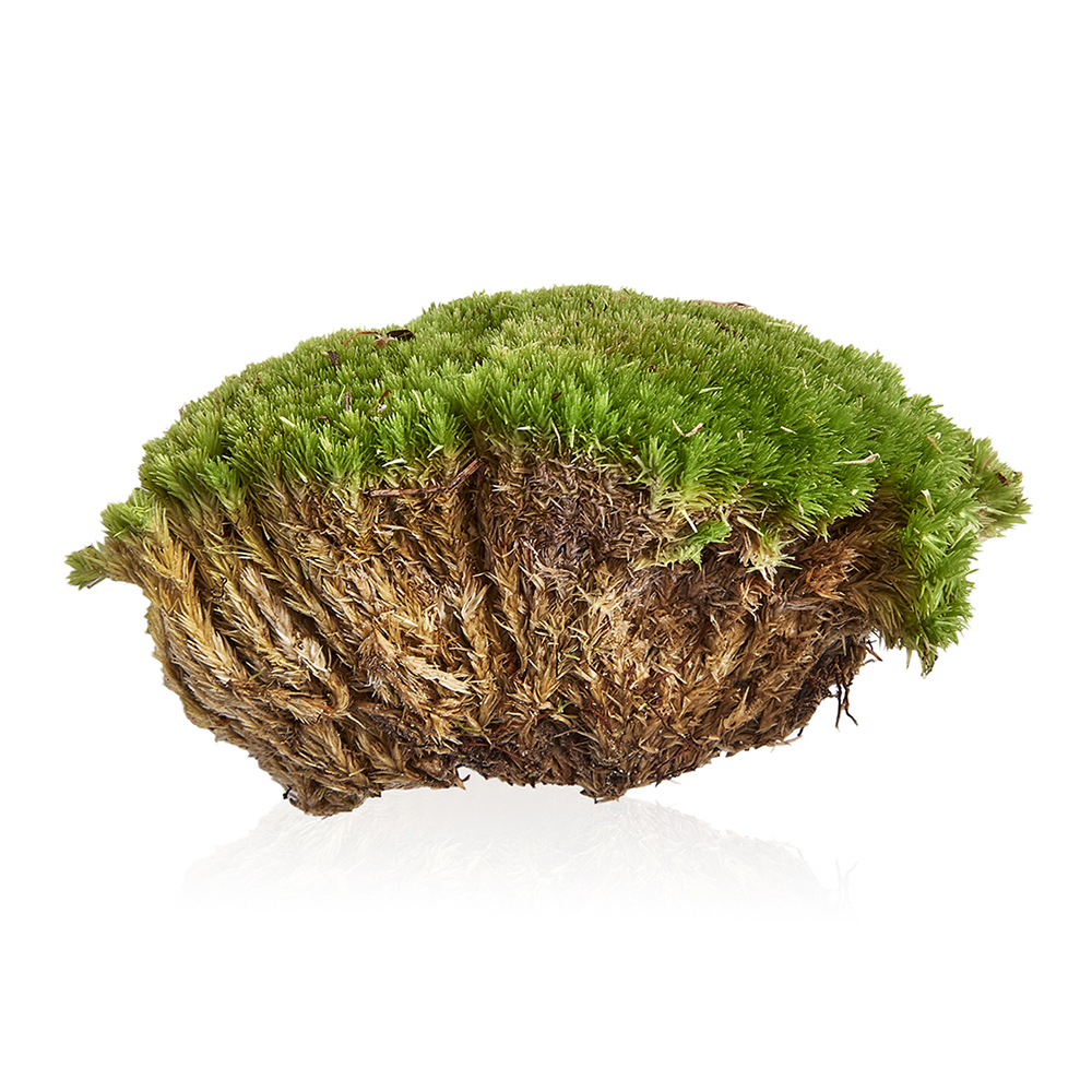 Swell Live Green Cushion Moss