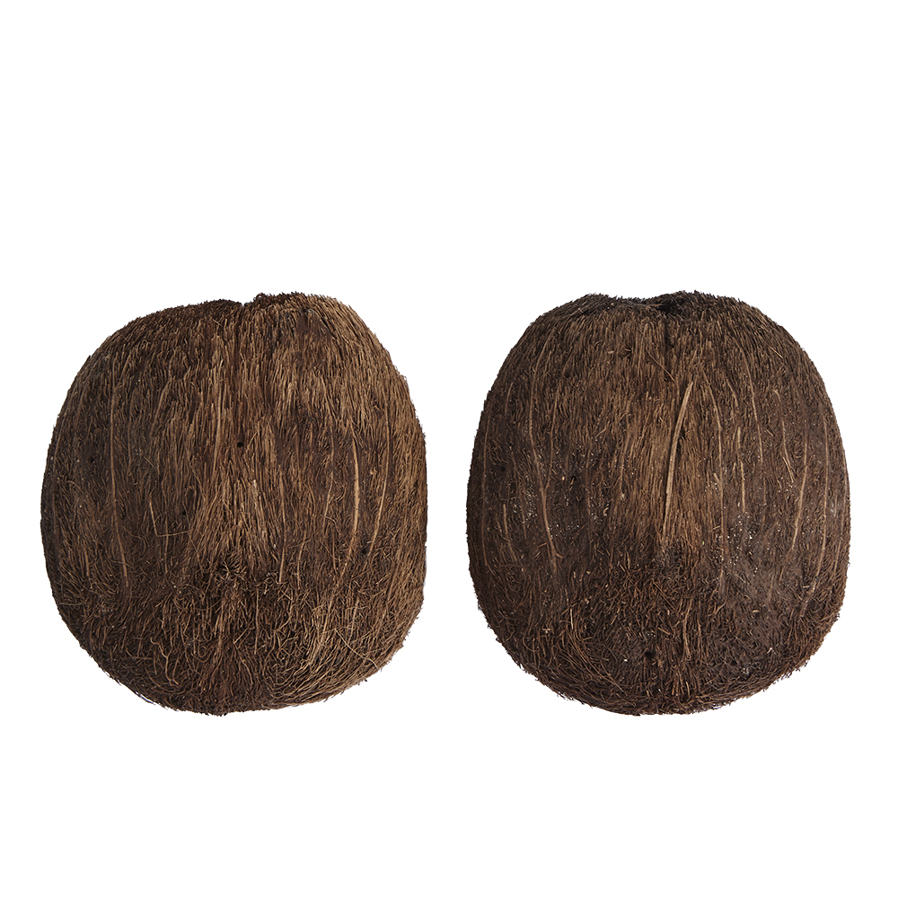 Swell Palmyrah Dried Seeds