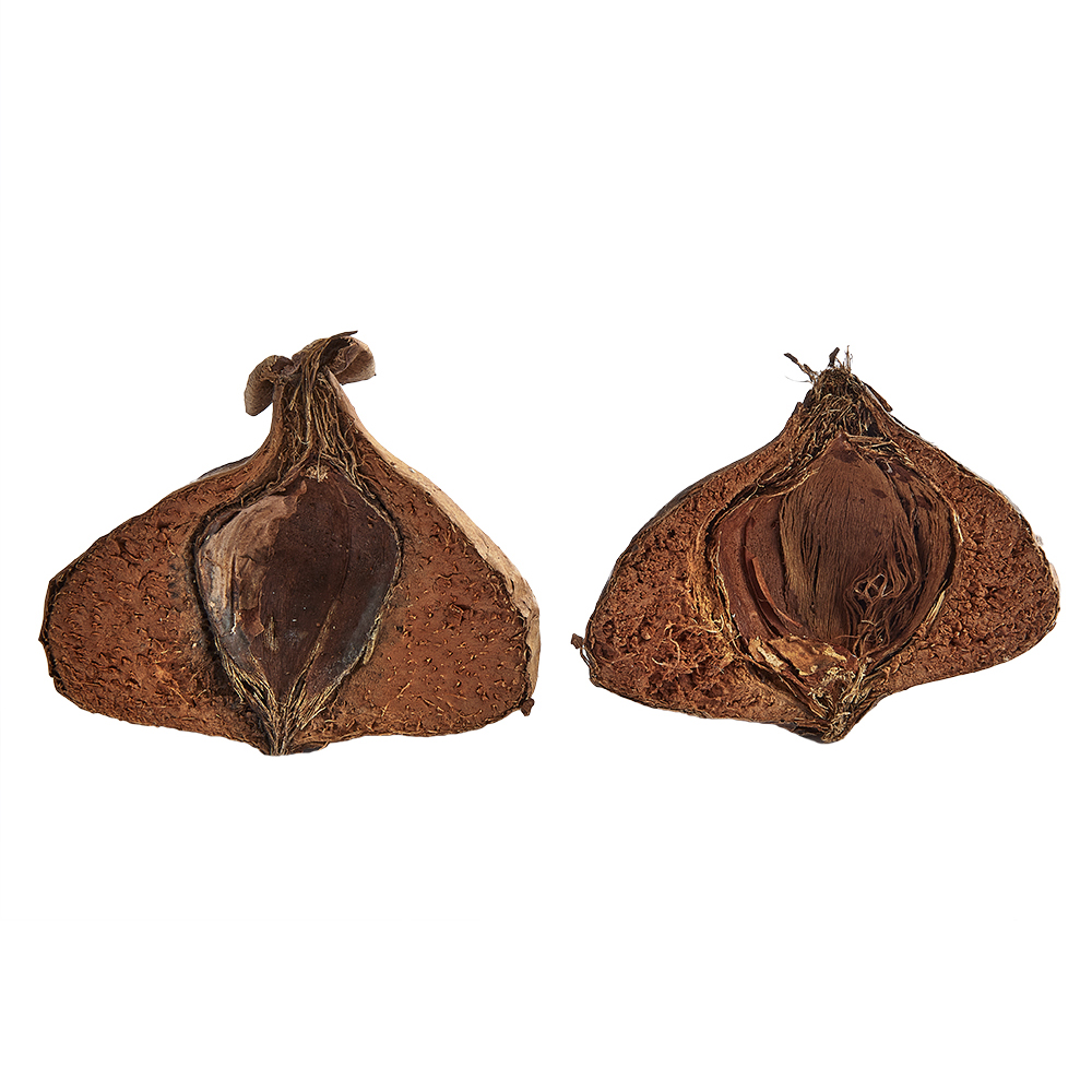 Swell Mangrove Tree Pods