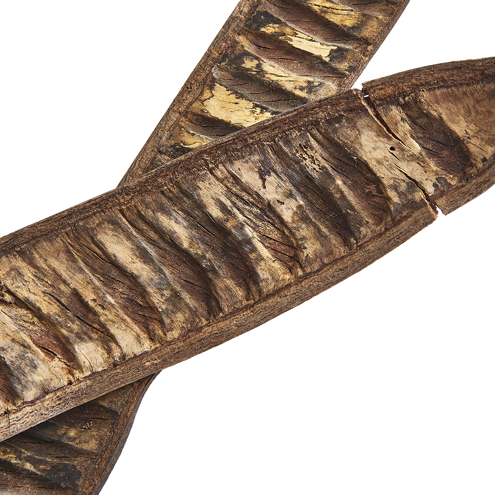 Swell Dried May Tree Pods