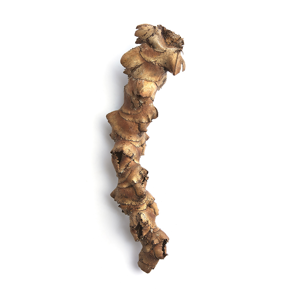 Swell Palmyra Flower Stem