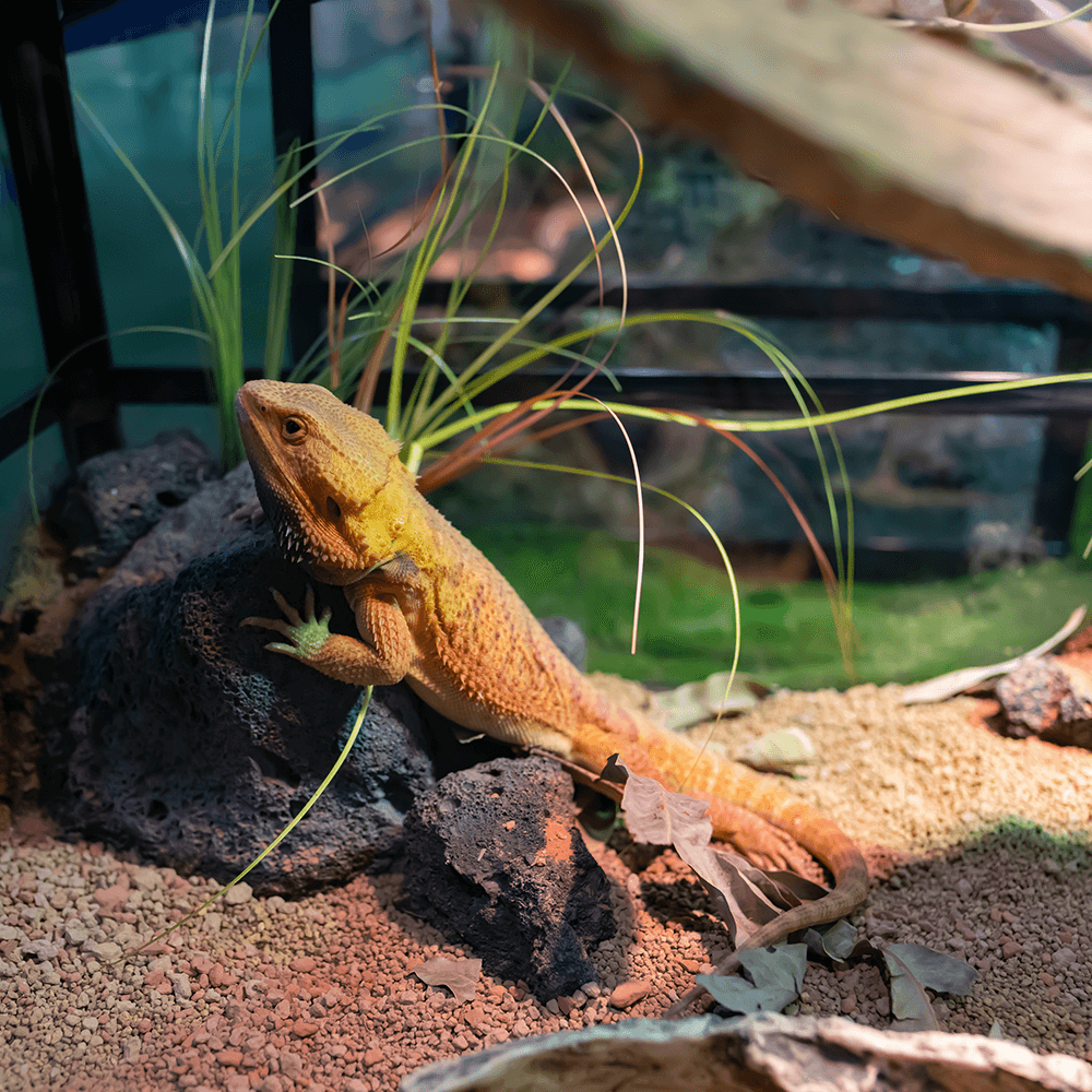 Bearded Dragon Starter Kit Installation