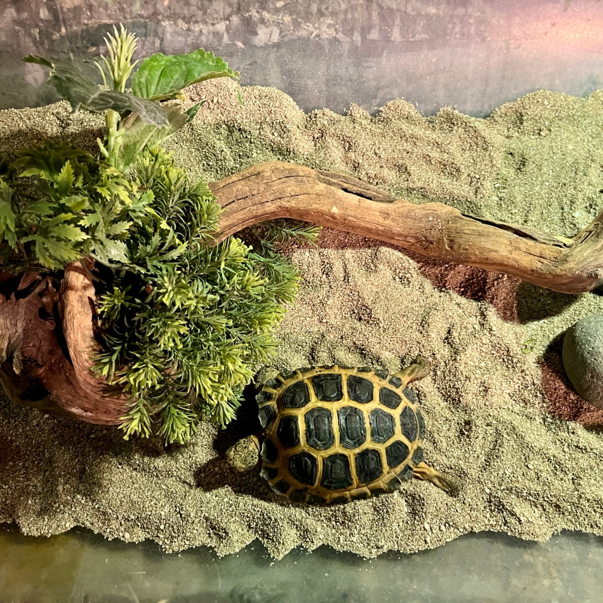 Tortoise Starter Kit Installation